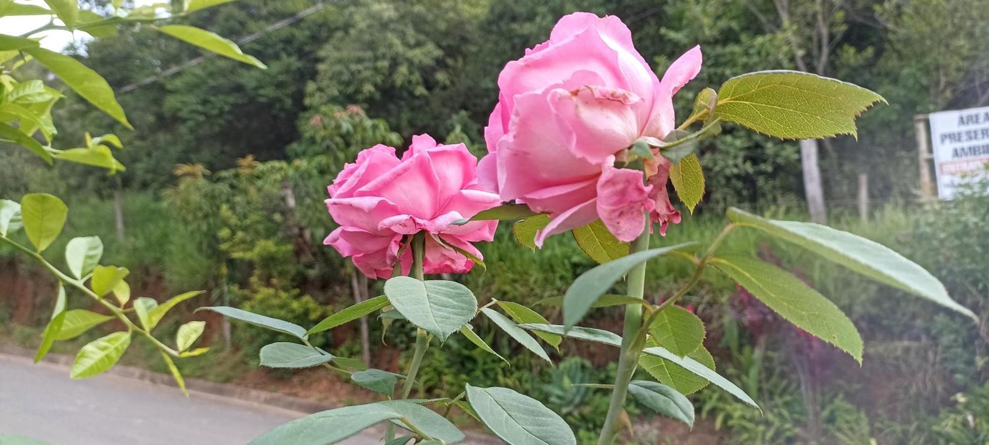 Pousada Alejandro Cunha Dış mekan fotoğraf